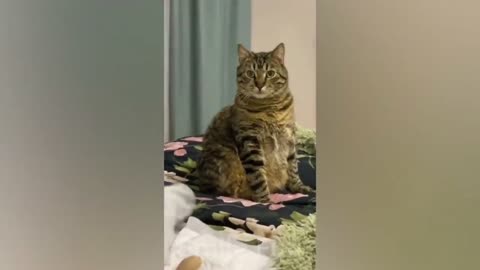 Приколы с животными