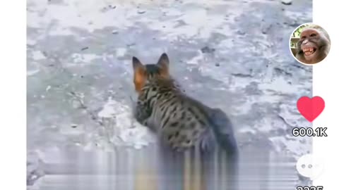 Best funny Animal video of2023