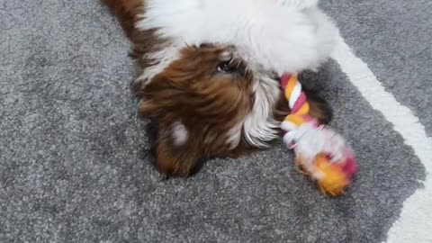 cute puppy playing
