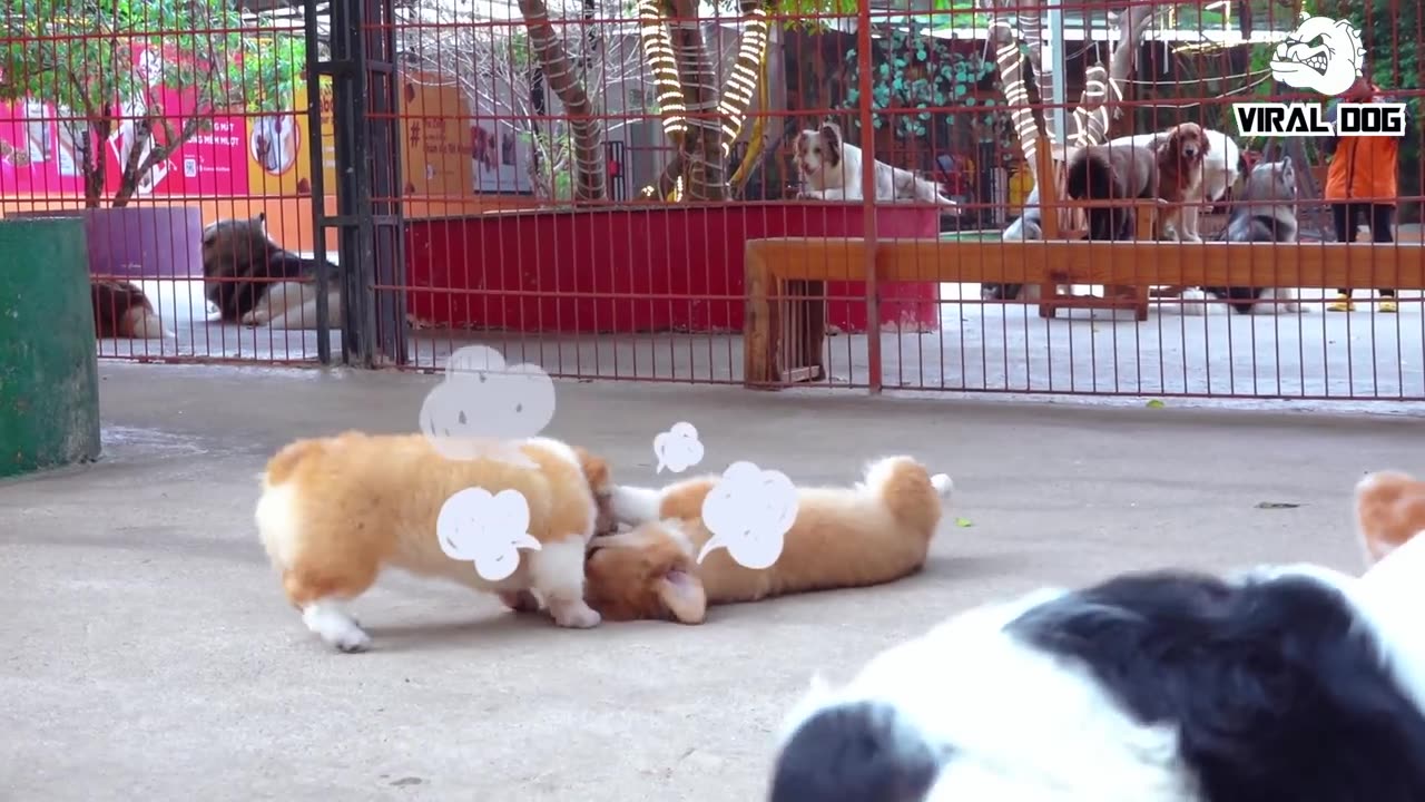 Funny Dogs And Puppies Life 4K Quality Video Episode 3 | Viral Dog