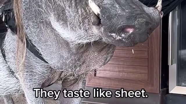 Why don't monsters eat ghost?