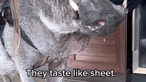 Why don't monsters eat ghost?