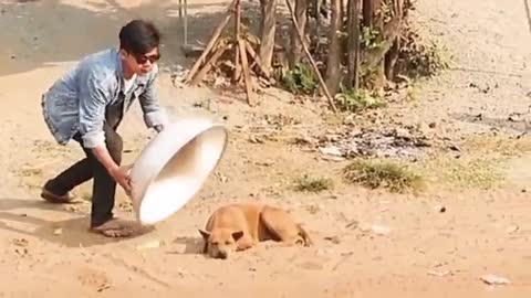 Funny Dog Pranks
