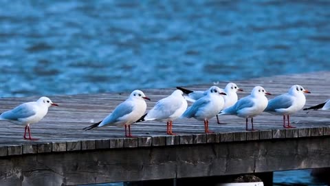 Seagull Birds