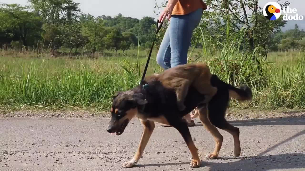 Baby Monkey Thinks This Dog Is Her Mom And She Rides Her Everywhere _ The Dodo