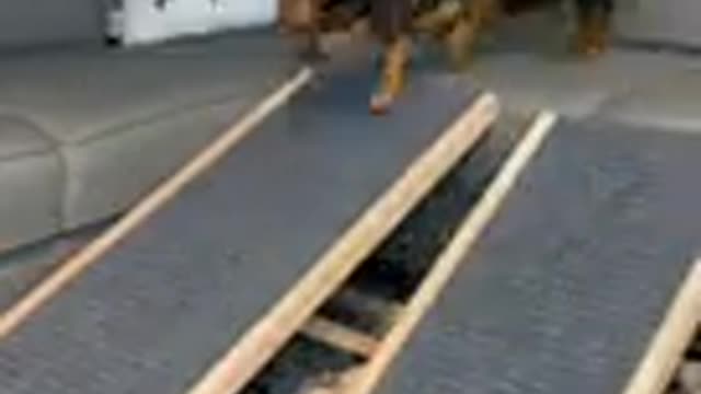 Smart dog training video 🐕 dog training tips#shorts#97#funny video