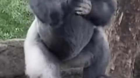 Big boy gorilla 🦍😹