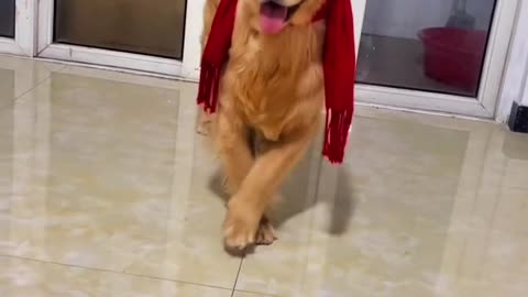 Funny Video