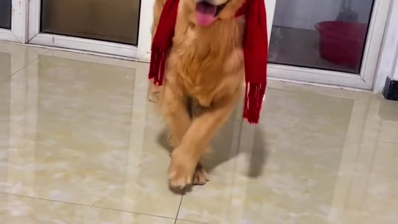Funny Video