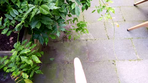 Styxhexenhammer666 DUTCH garden Update 8/4/2021