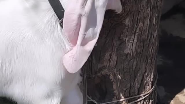 white color goat.
