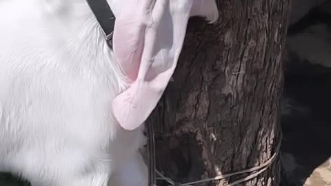 white color goat.