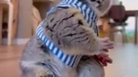 Best Funny Animal Videos of the year (2023), funniest animals ever. relax with cute animals video