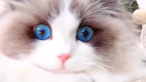 A Beautiful and Adorable Cat Showcase.
