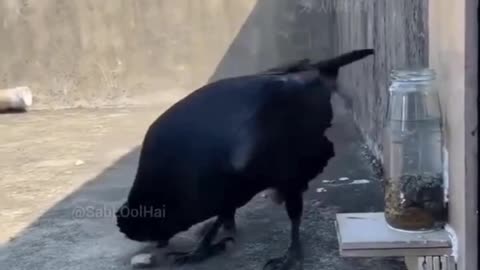 दुनिया तरक्की कर ली हम सब वही के वही रहे गए 🤣🤣🤣🤣🐦‍⬛🐦‍⬛🐦‍⬛🐦‍⬛