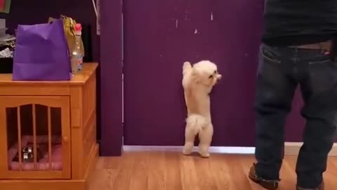 More from our furry best Friend🐶👍