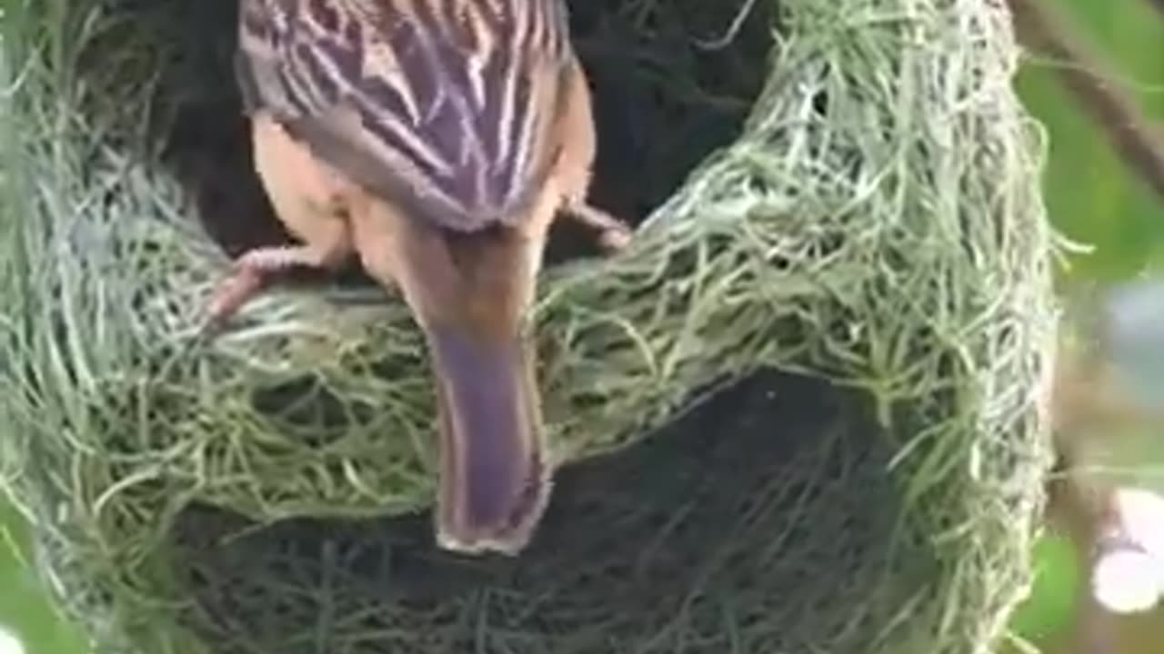 Bird skill of making