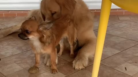 Chihuahua x Golden Retriever