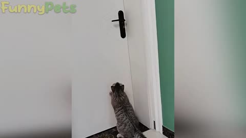 funniest cat and dog😹🐶-best funniest animal