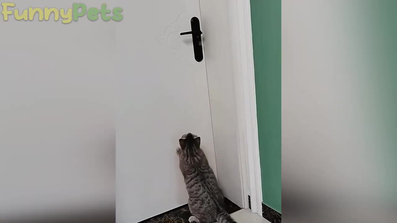 funniest cat and dog😹🐶-best funniest animal