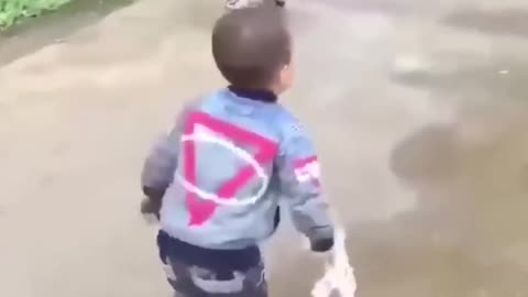 Best Of The 2024 Funny Animal Videos