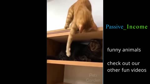 Funniest Cats , Funny Cats ,Funniest Animals , Funny Cats Compilations