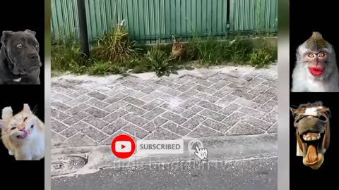 Top funny animal dogs,funny cats,funny animals,