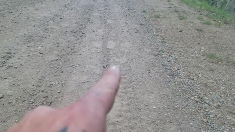 9 Bigfoot / sasquatch strange foot prints on a road, project sasquatch