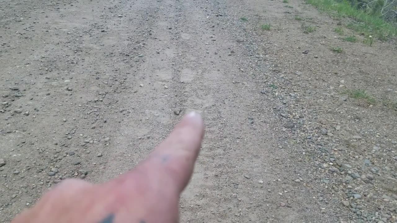 9 Bigfoot / sasquatch strange foot prints on a road, project sasquatch