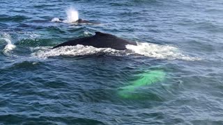 Whale watching in Gloucester.