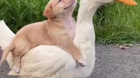 Dog montado em um ganso 🤣🤣