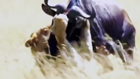 wildlife animals very interesting video