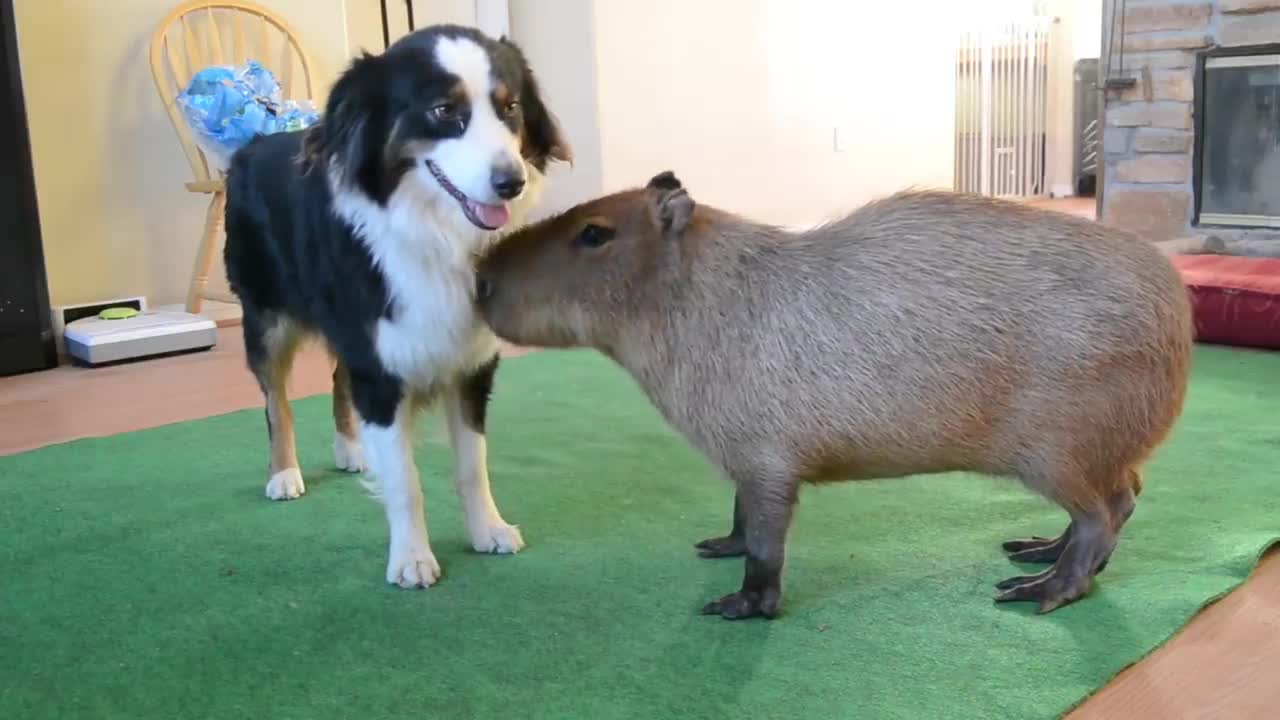 Dog and Capybara