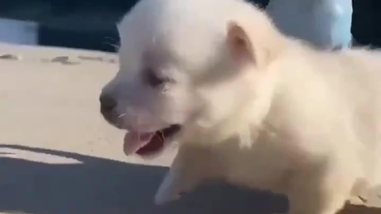 Cute baby animals lovers videos
