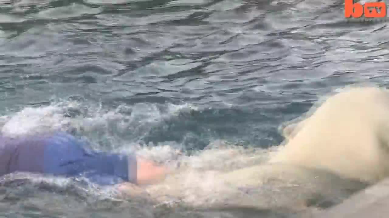 The Only Man In The World Who Can Swim With A Polar Bear_ Grizzly Man