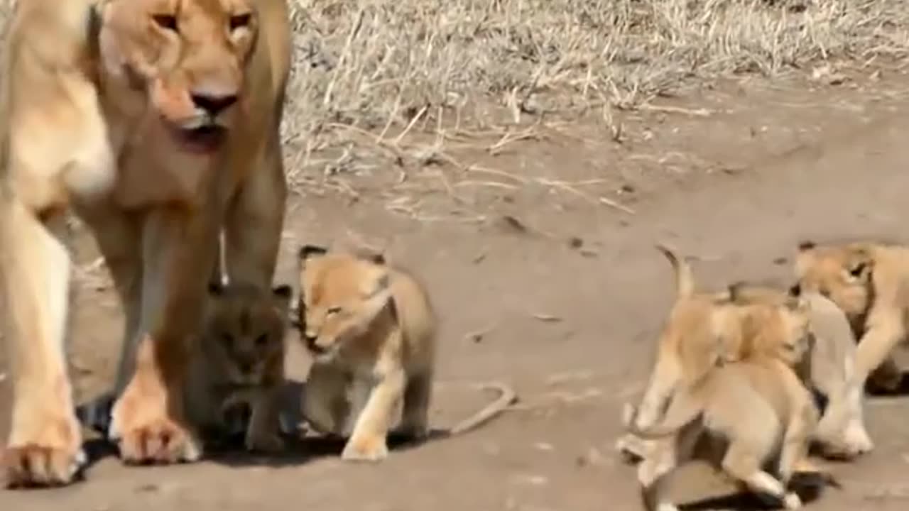 A beautiful lioness and her cute babies