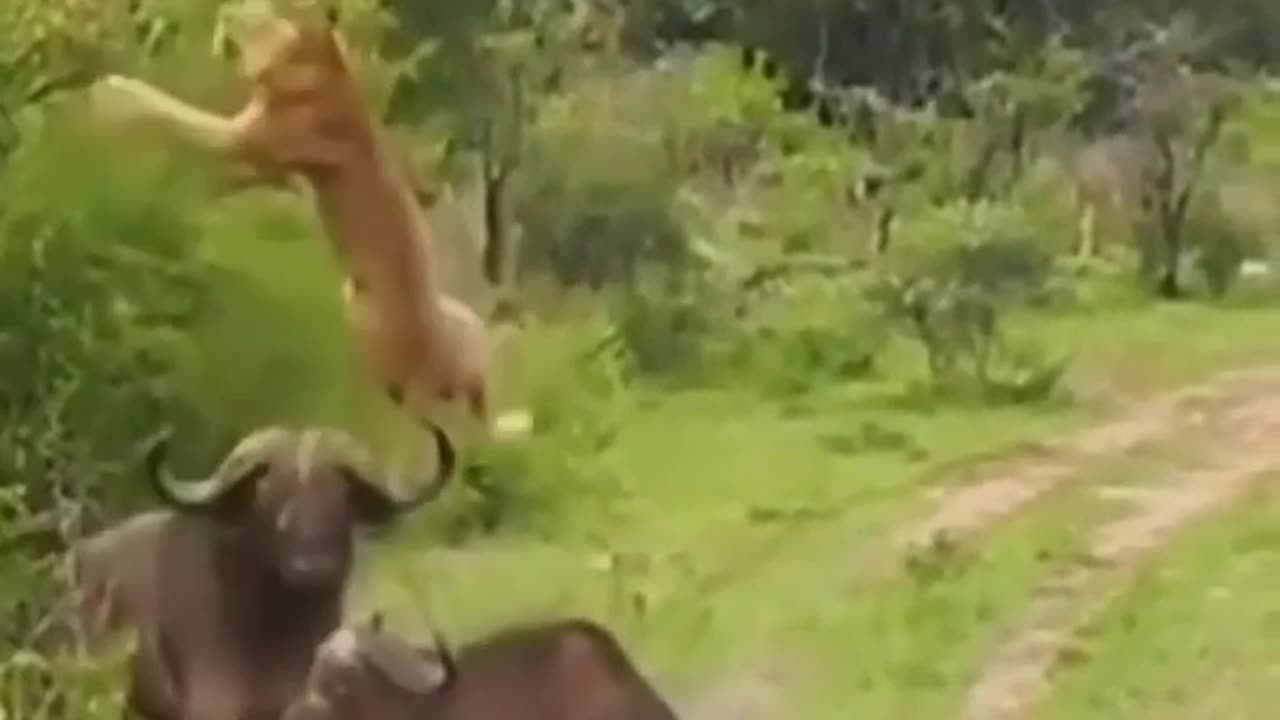 cow attack loin