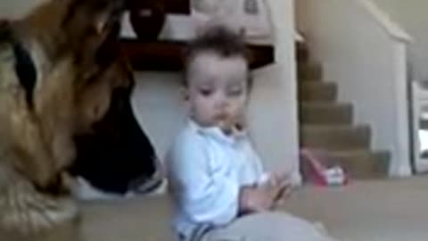 Dog steals baby's food.