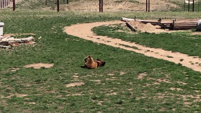 Affectionate Grizzly Bears