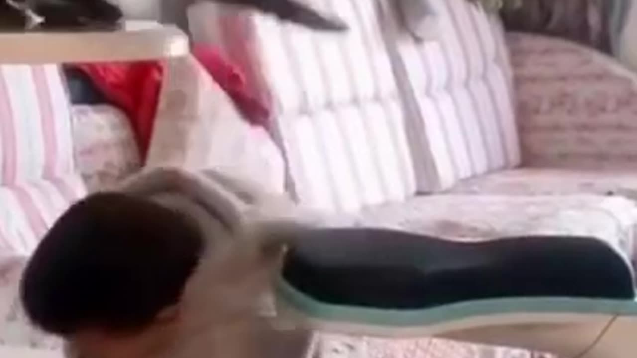 Try not to Laughter 😂 | Funny animal videos