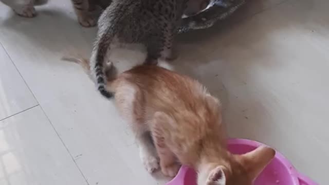 Five small Cats eating food