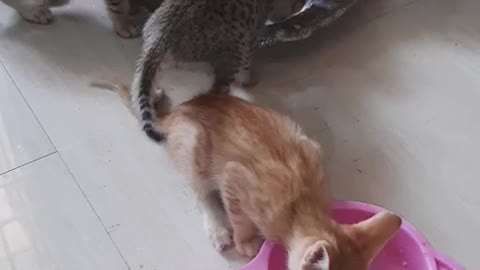 Five small Cats eating food
