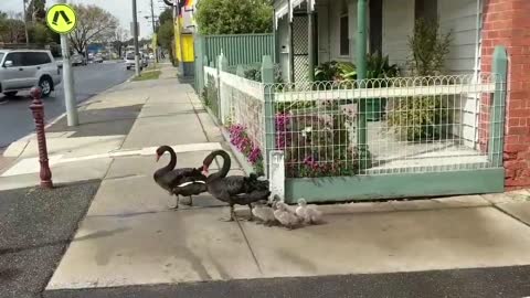 Law-Abiding Family of Swans Cross Road at Pedestrian Crossing