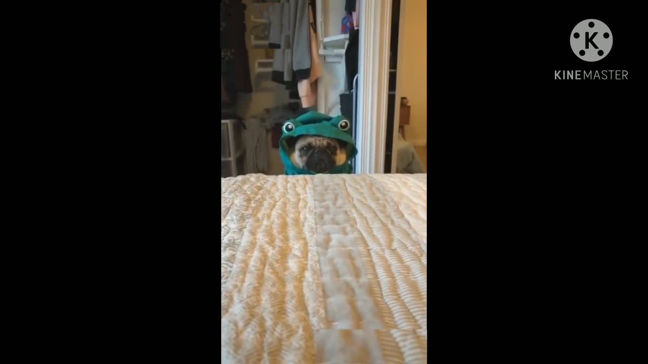 funny animals video