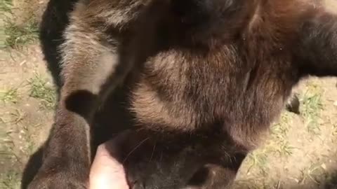O dia em que alimentei um canguru ??