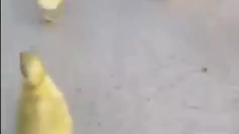 Cutest Puppy Joins Even Cuter Ducklings For A Walk