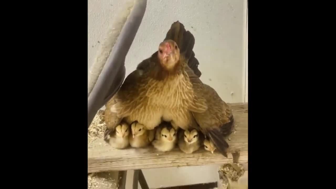 Cute baby animals Videos Compilation cute moment of the animals - Cutest Animals #22-4