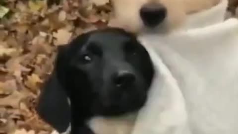 Funny so cute dog videos