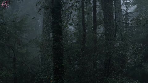 Relaxing Rainforest Sound [Relaxation, Meditation, Calming Sound, Fight Insomnia]
