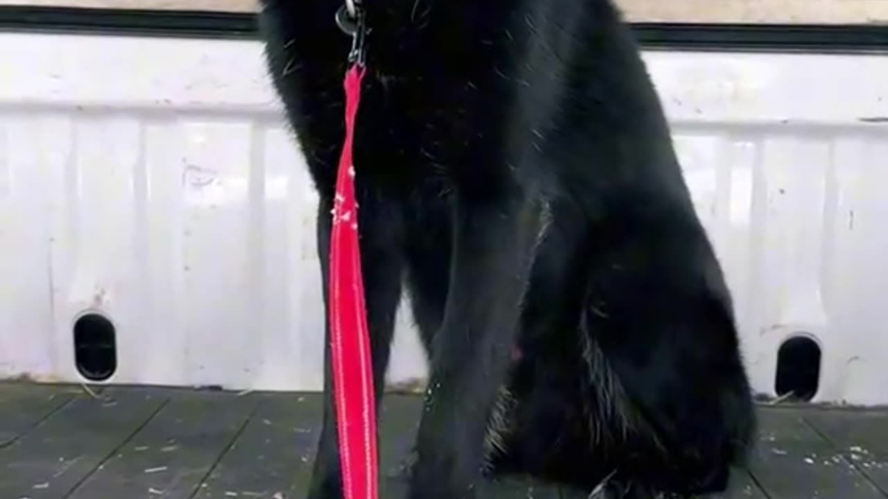 A wolf cub is crying for help in the backyard